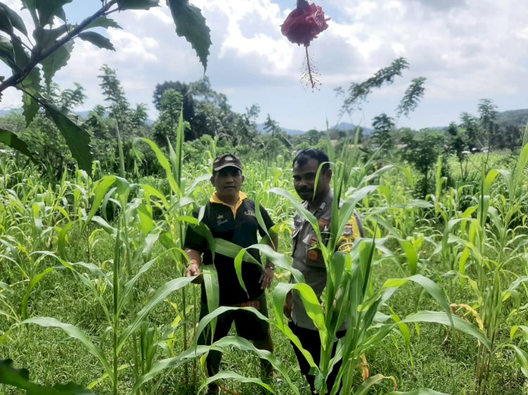 Bhabinkamtibmas Reok Barat Turun Langsung Dampingi Petani Jagung, Dorong Ketahanan Pangan