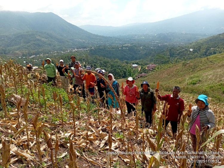 Kolaborasi TNI-POLRI dan Dinas Pertanian Wujudkan Ketahanan Pangan, Bhabinkamtibmas Desa Nao Hadiri Panen Jagung