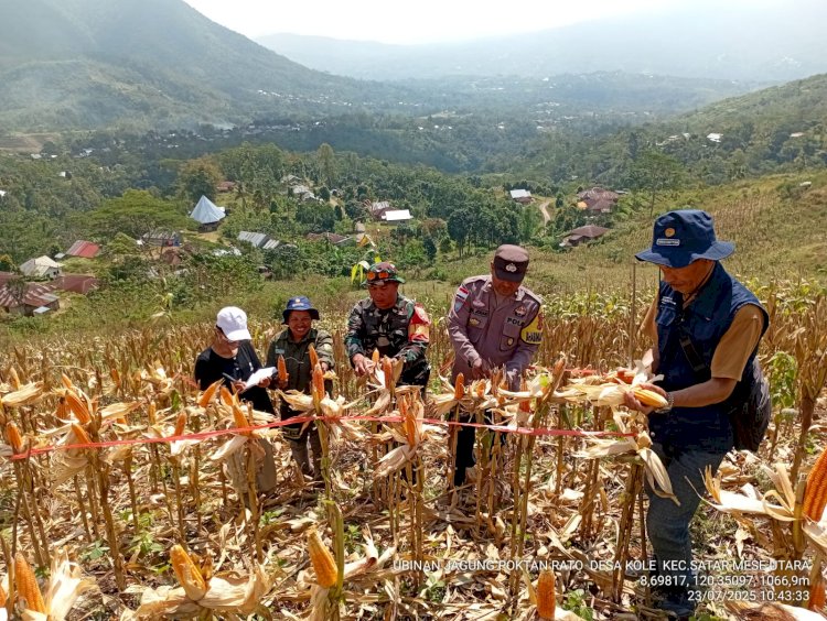 Kolaborasi TNI-POLRI dan Dinas Pertanian Wujudkan Ketahanan Pangan, Bhabinkamtibmas Desa Nao Hadiri Panen Jagung