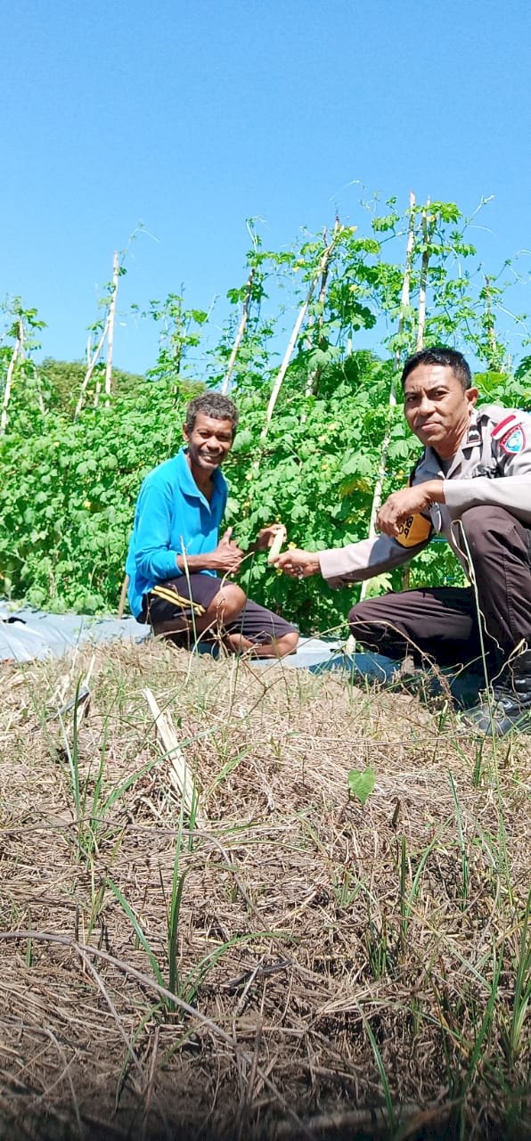 Sambangi Petani Hortikultura, Bhabinkamtibmas Lakukan Monitoring Hasil Tanaman Binaan