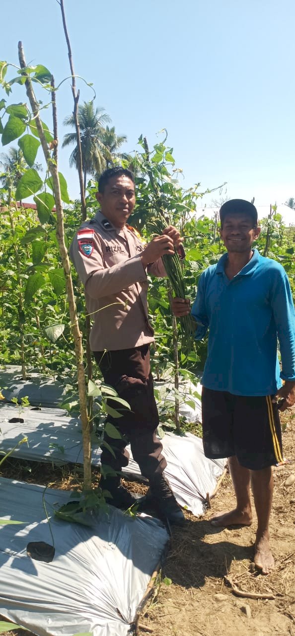 Sambangi Petani Hortikultura, Bhabinkamtibmas Lakukan Monitoring Hasil Tanaman Binaan