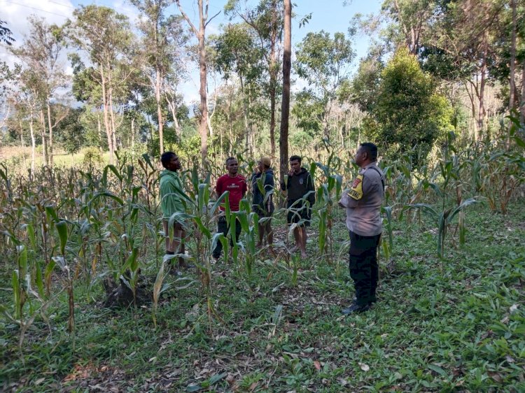 Bhabinkamtibmas  Sambangi Poktan dan Diskusikan Rencana Panen Simbolis Jagung