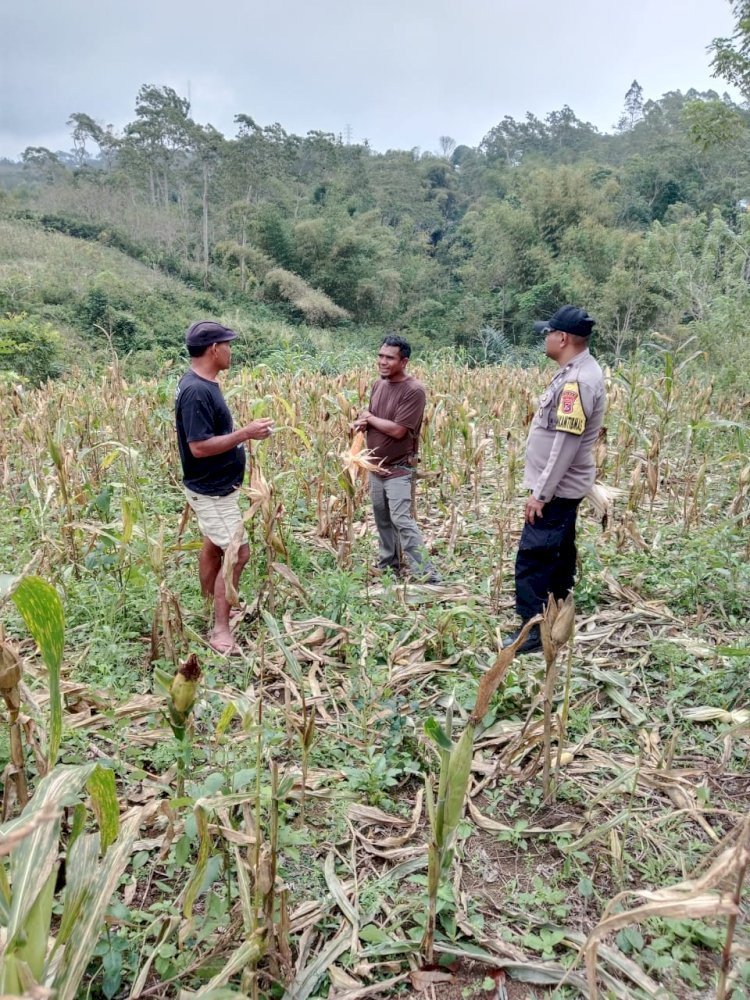 Bhabinkamtibmas  Sambangi Poktan dan Diskusikan Rencana Panen Simbolis Jagung