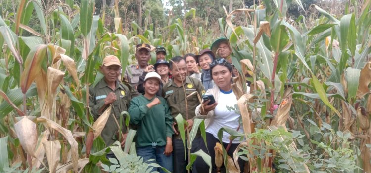 Bhabinkamtibmas Hadiri Panen Raya Jagung di Kecamatan Cibal