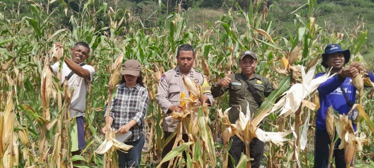 Bhabinkamtibmas Rahong Utara Dampingi Panen Jagung Kelompok Tani Anggrek