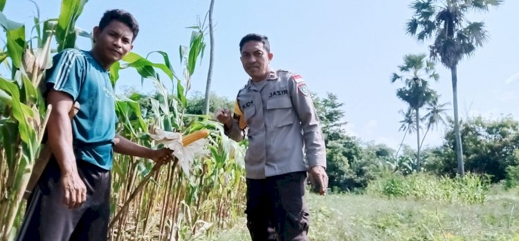 Bhabinkamtibmas Hadir di Tengah Petani Jagung, Wujudkan Ketahanan Pangan