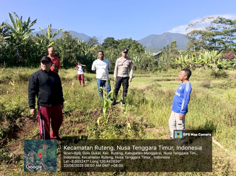 Kapolres Manggarai Tinjau Lokasi Penanaman Jagung Serentak Dukung Program Ketahanan Pangan