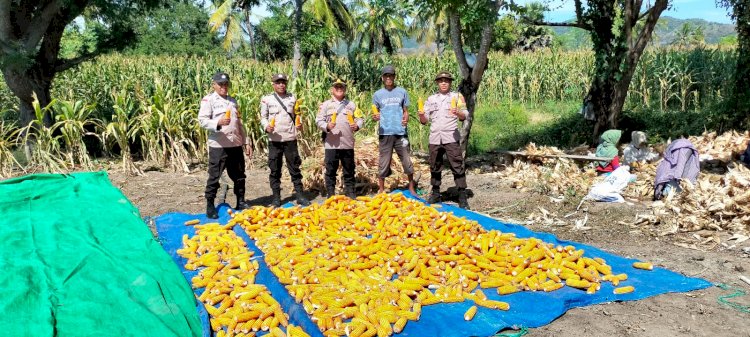 Dukung Program Ketahanan Pangan, Kapolsek Reo Pimpin Panen Raya Jagung di Desa Salama