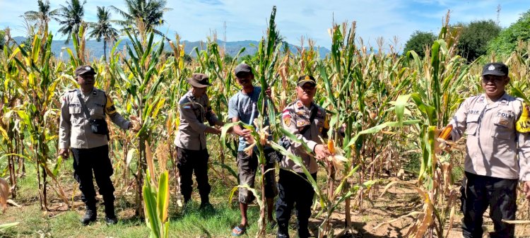 Dukung Program Ketahanan Pangan, Kapolsek Reo Pimpin Panen Raya Jagung di Desa Salama