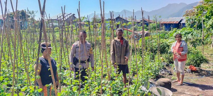 Dukung Program Ketahanan Pangan, Bhabinkamtibmas Langke Rembong Sambangi Petani Sayur