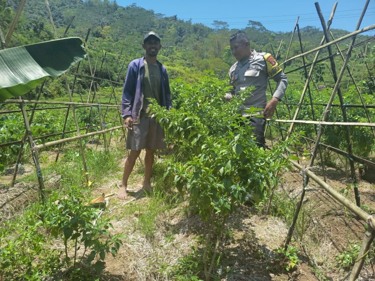 Dukung Program Ketahanan Pangan, Bhabinkamtibmas Kecamatan Ruteng Sambang Kelompok Tani di Desa Beo Rahong