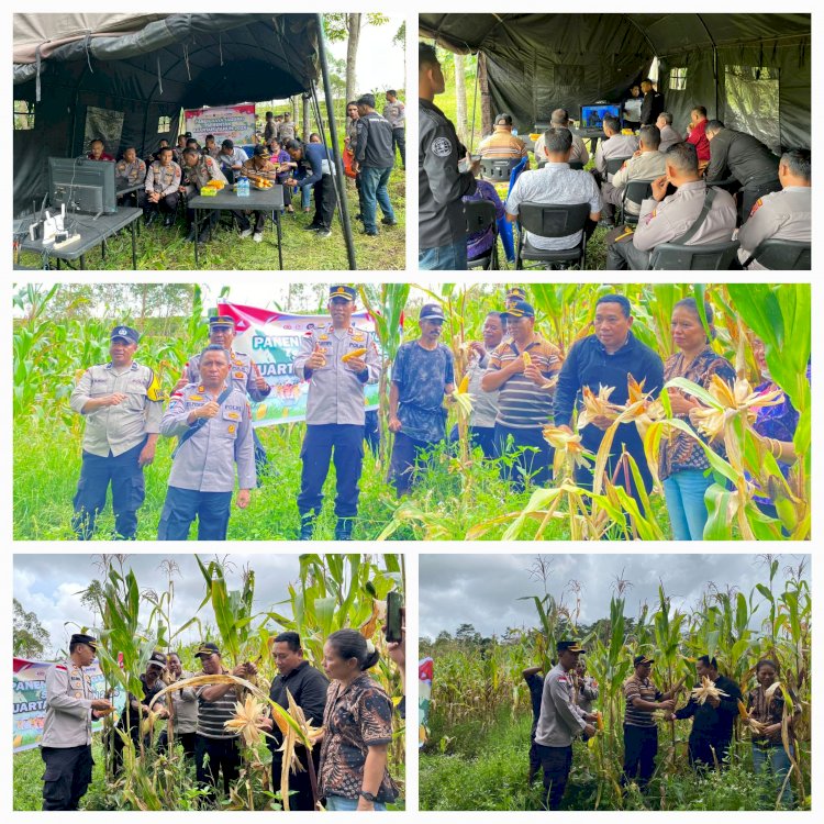 DUKUNG PROGRAM PEMERINTAH, POLRES MANGGARAI LAKSANAKAN PANEN RAYA JAGUNG SERENTAK KUARTAL IV WUJUDKAN SWASEMBADA JAGUNG DI MANGGARAI