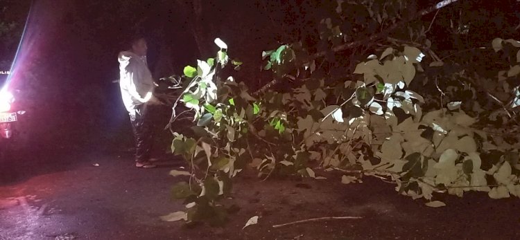 Langkah  cepat dan Sigap!  Bhabinkamtibmas Polsek Reo Bersihkan Dahan Pohon Tumbang yang Tutupi Jalan Trans Reo-Ruteng