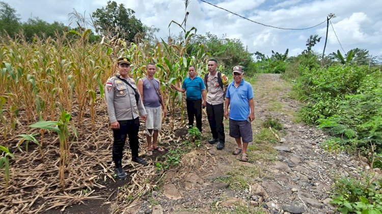 DUKUNG PROGRAM ASTA CITA PEMERINTAH,Kapolsek Satarmese Bersama Bhabinkamtibmas Cek Lokasi Panen Jagung Poktan Tanjung Tilir