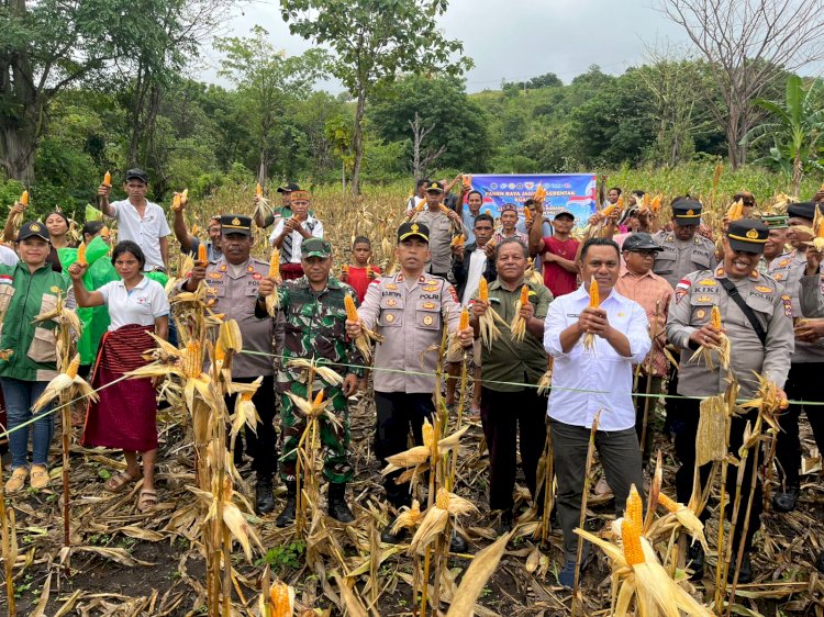 Panen Raya Jagung Serentak Kuartal II 2026 Digelar di Satar Mese, Polres Manggarai Dukung Ketahanan Pangan