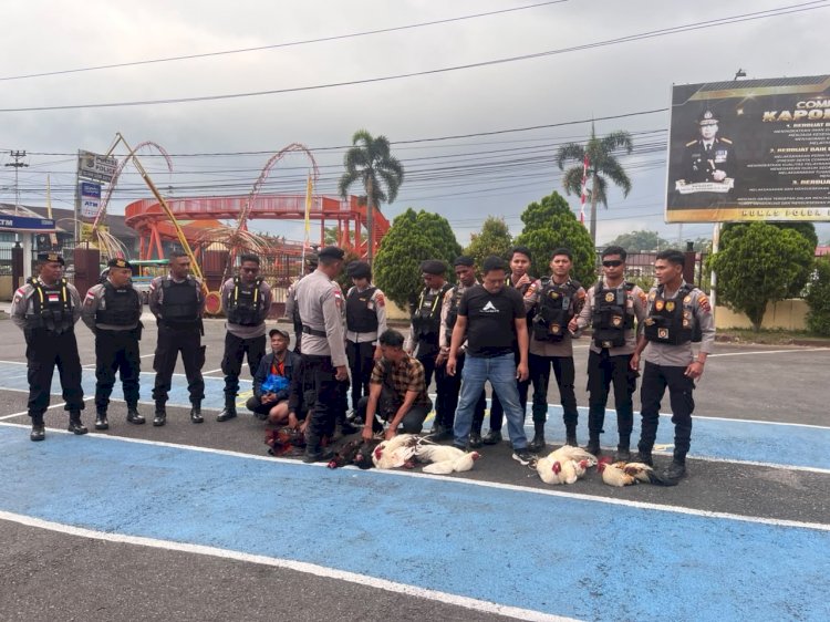 KOMITMEN BERANTAS JUDI, POLRES MANGGARAI POLDA NTT GREBEK LOKASI SABUNG AYAM DI KELURAHAN ROWANG