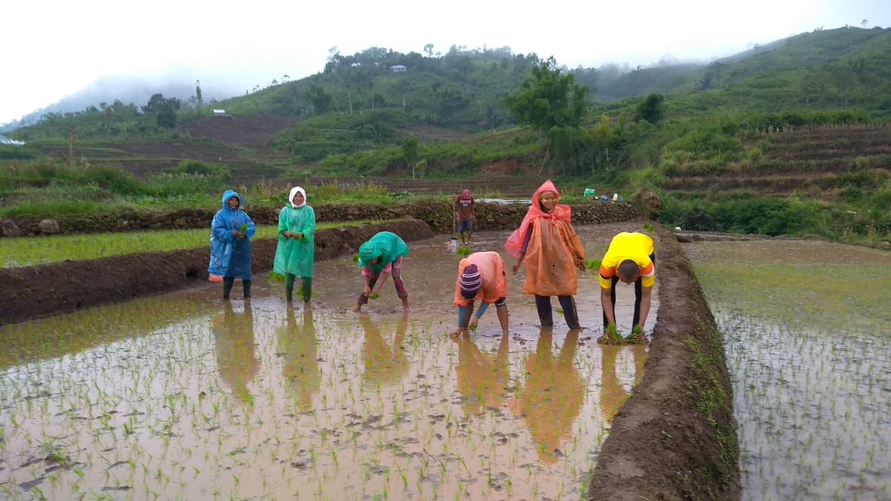 BHABINKAMTIBMAS DESA BANGKA LELAK BERPARTISIPASI DALAM MEMBANTU PETANI MENANAM PADI